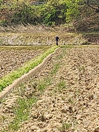 황미순님의 기타작물 · 영농일지 작성글 사진