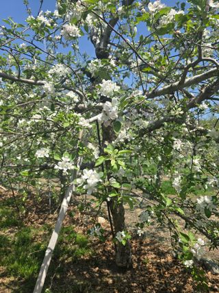 최동구님의 기타작물 · 영농일지 작성글 사진