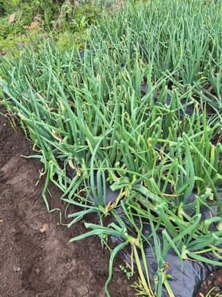 이경갑님의 기타작물 · 영농일지 작성글 사진