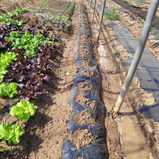 김춘성님의 기타작물 · 영농일지 작성글 사진