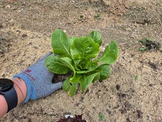 님의 토마토 · 영농일지 작성글 사진