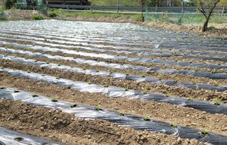 정창훈님의 기타작물 · 영농일지 작성글 사진