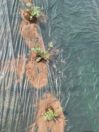 준호님의 기타작물 · 영농일지 작성글 사진