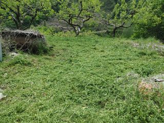 단감당감님의 감 · 영농일지 작성글 사진