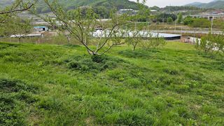 장정규님의 복숭아 · 영농일지 작성글 사진