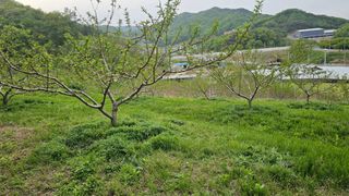 장정규님의 복숭아 · 영농일지 작성글 사진