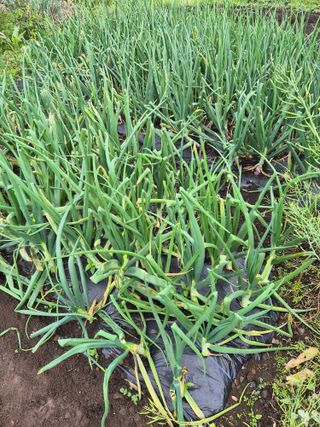 이경갑님의 기타작물 · 영농일지 작성글 사진