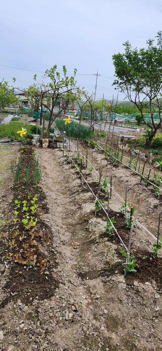 김순섭님의 기타작물 · 영농일지 작성글 사진
