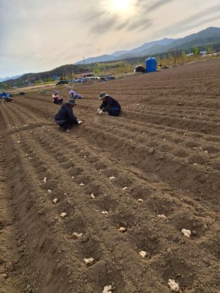 손영호님의 기타작물 · 영농일지 작성글 사진