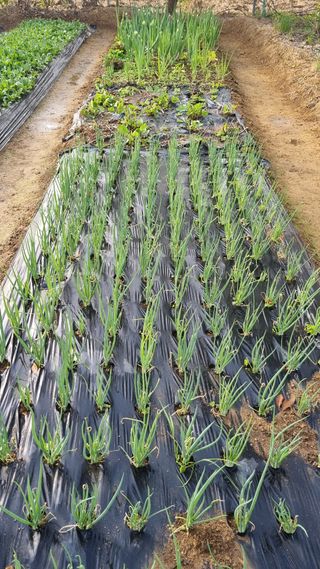 김지철님의 기타작물 · 영농일지 작성글 사진