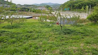 장정규님의 복숭아 · 영농일지 작성글 사진