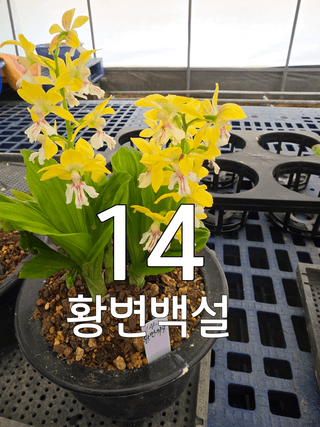 이성규 님의 기타작물 · 영농일지 작성글 사진