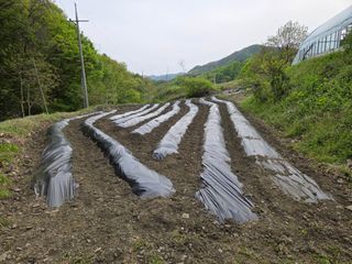 윤자용11대임후회장님의 고추 · 영농일지 작성글 사진