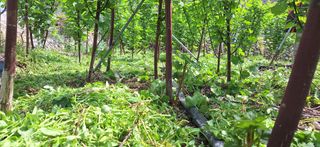 박수천님의 기타작물 · 영농일지 작성글 사진