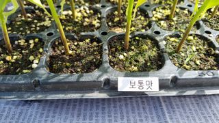 김지철님의 기타작물 · 영농일지 작성글 사진