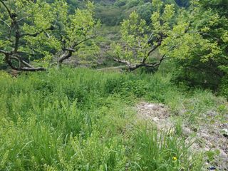 단감당감님의 감 · 영농일지 작성글 사진