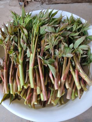 인생은 소풍처럼~님의 기타작물 · 영농일지 작성글 사진