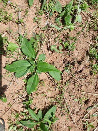 블루하늘TV님의 감자 · 영농일지 작성글 사진