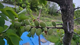 장정규님의 복숭아 · 영농일지 작성글 사진