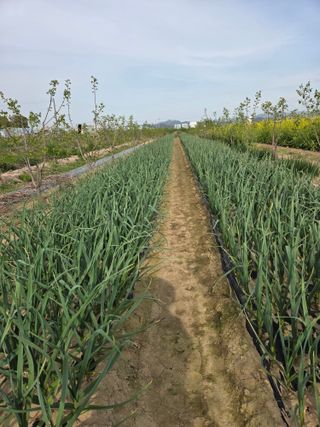 심상훈님의 마늘 · 영농일지 작성글 사진