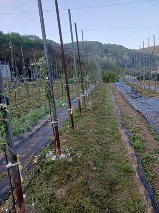 보공(김대호)님의 기타작물 · 영농일지 작성글 사진