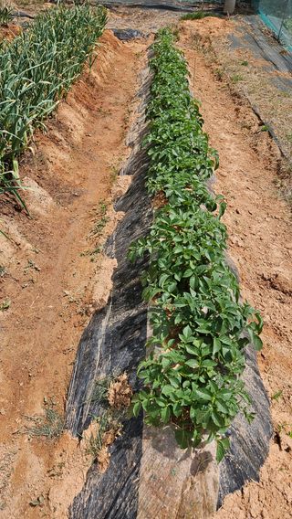 김홍환님의 고구마 · 영농일지 작성글 사진