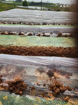 김저팔계님의 작성글 사진