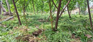 박수천님의 기타작물 · 영농일지 작성글 사진