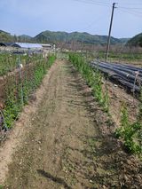 팜모닝 기타작물·영농일지 게시글 이미지