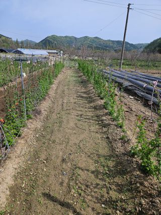 유제상님의 기타작물 · 영농일지 작성글 사진