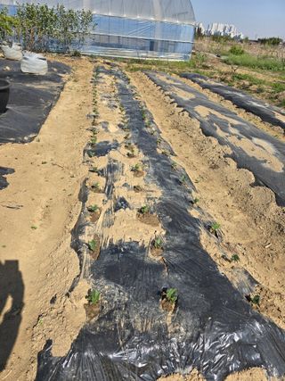 비타민님의 콩 · 영농일지 작성글 사진