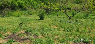 김영진님의 감 · 영농일지 작성글 사진