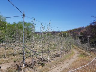 의성,군위 나상덕님의 기타작물 · 영농일지 작성글 사진