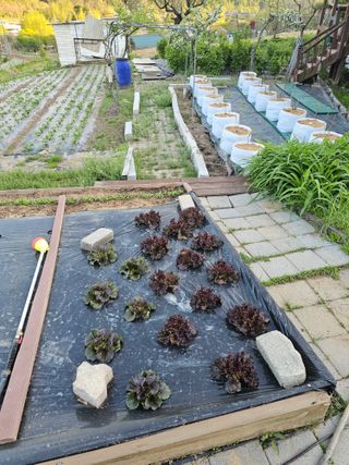 이명희님의 기타작물 · 영농일지 작성글 사진