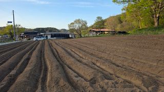 박재규님의 참깨 · 영농일지 작성글 사진