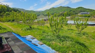 장정규님의 복숭아 · 영농일지 작성글 사진