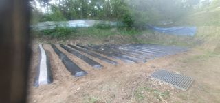 호랑이별님의 기타작물 · 영농일지 작성글 사진