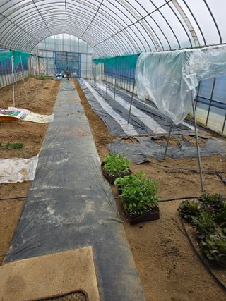 현모양처(양현모)님의 오이 · 영농일지 작성글 사진