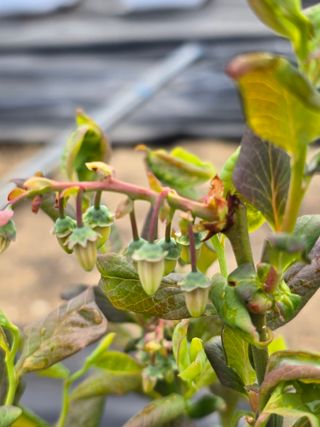 써니님의 기타작물 · 영농일지 작성글 사진