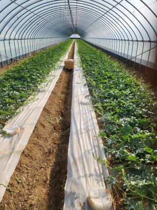 김저팔계님의 기타작물 · 영농일지 작성글 사진