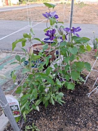 송명식님의 기타작물 · 영농일지 작성글 사진