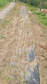 서초농원님의 작성글 사진