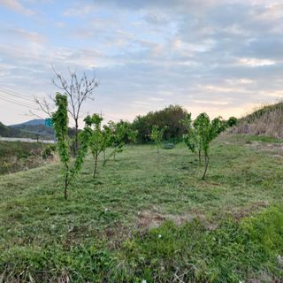 김건우님의 기타작물 · 영농일지 작성글 사진
