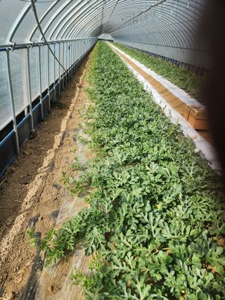 김저팔계님의 기타작물 · 영농일지 작성글 사진