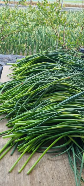 초연동행님의 복숭아 · 영농일지 작성글 사진