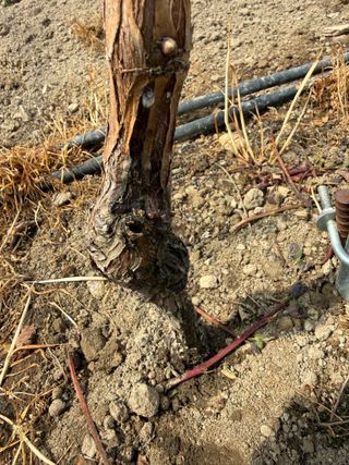 님의 포도 · 영농일지 작성글 사진