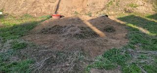 유성훈님의 옥수수 · 영농일지 작성글 사진