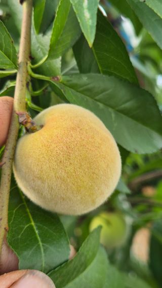 최근만님의 복숭아 · 영농일지 작성글 사진