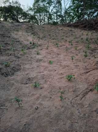 신현덕님의 기타작물 · 영농일지 작성글 사진