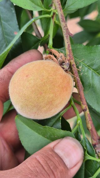 최근만님의 복숭아 · 영농일지 작성글 사진